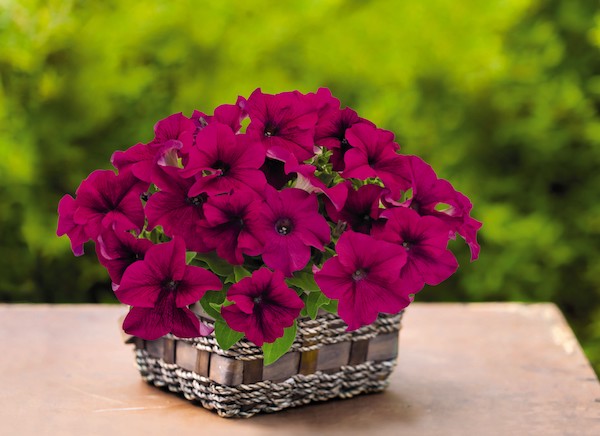 Culture Report: Petunia Success 360° Series