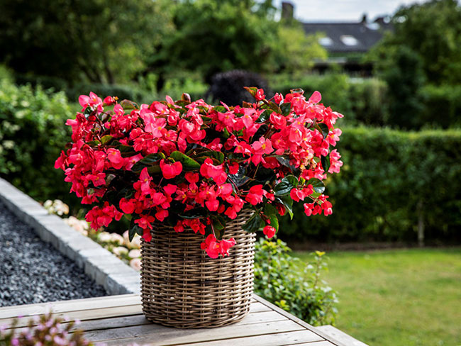 Begonia ‘Viking Explorer Rose on Green’