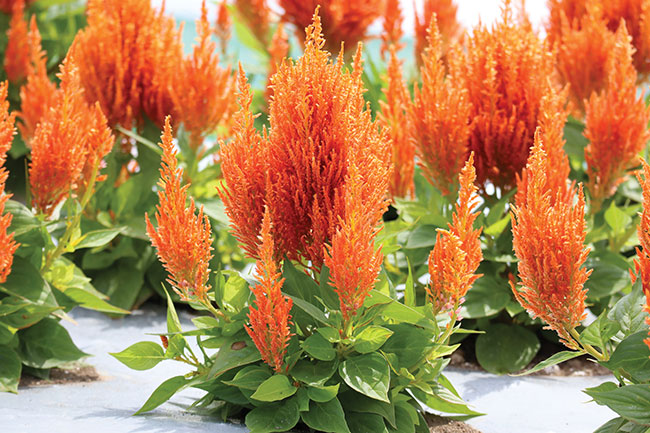 CELOSIA FLAMMA