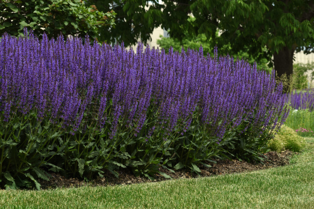Salvia Blue by You F1