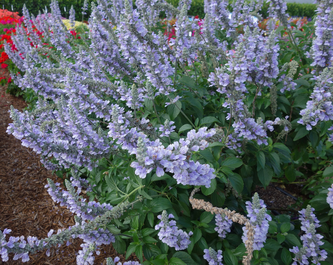Salvia-Blue Chill---Ball-FloraPlant---Vaughns-View---June