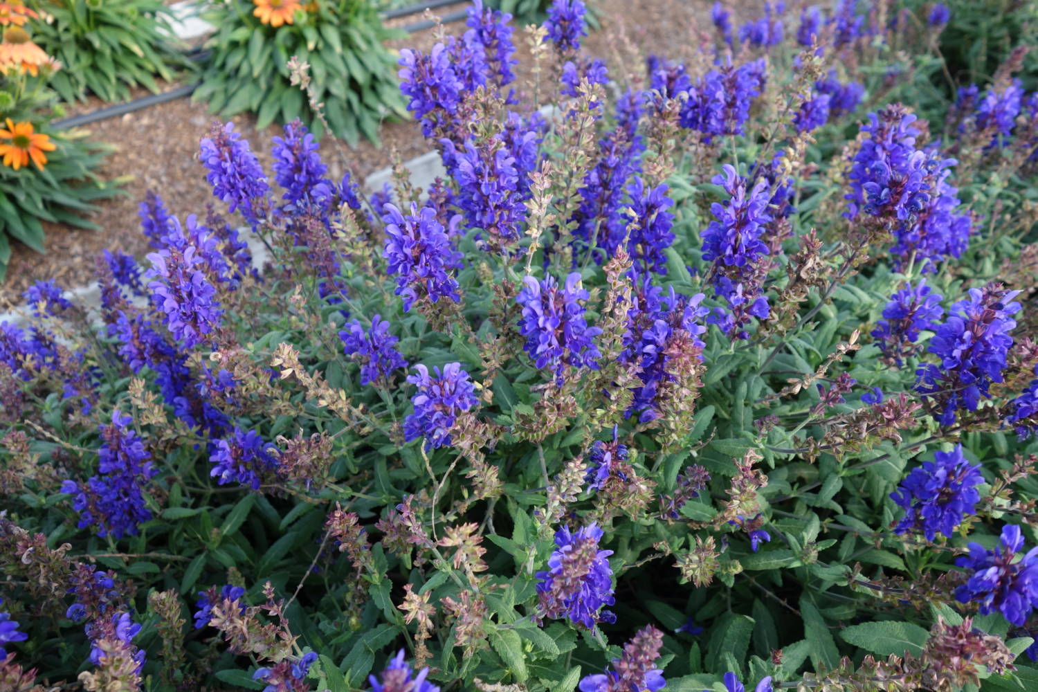 salvia Dark Matter