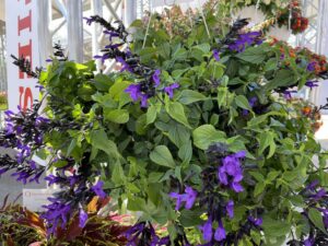 Salvia Hummingbird Falls