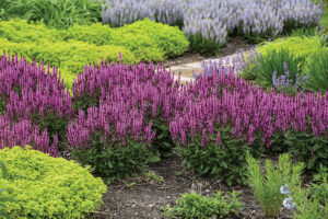 Salvia 'Pink Profusion'