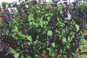 Salvia ‘Rockin Deep Purple’