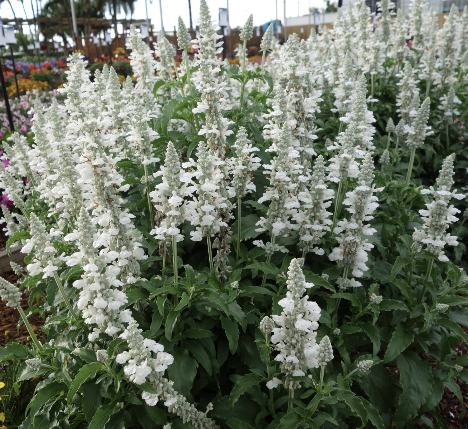 Sallyfun salvia
