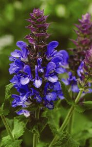 salvia_blue_marvel_bloom