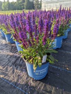 Salvia Perpetual Purple from Bloomin' Easy