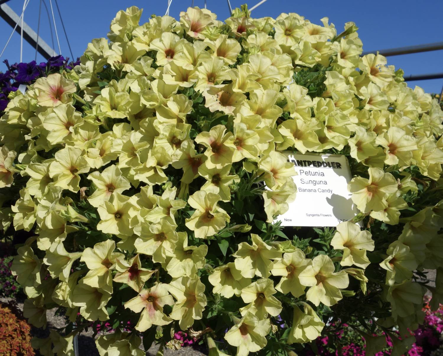 Sanguna petunia