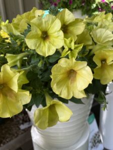 Sanguna Banana Candy