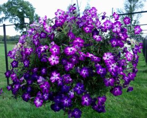 Petunia Sanguna Patio Radiant Blue - Syngenta Flowers