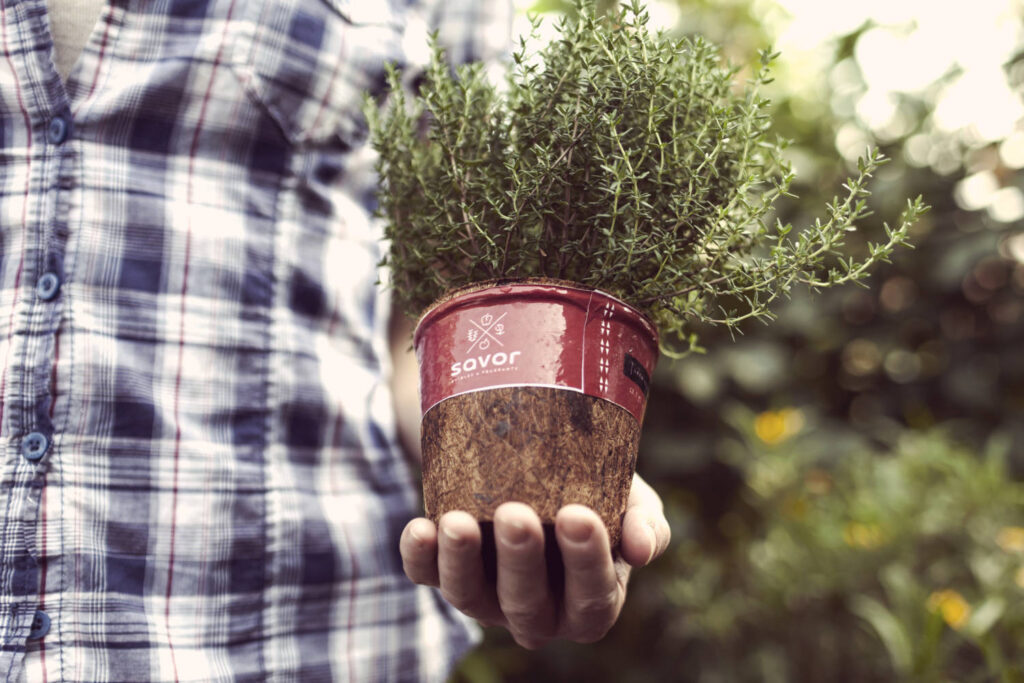 AFE Research Report Addresses Powdery Mildew Resistance in Gerbera