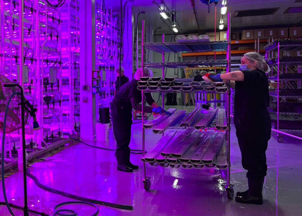 Savvy sanitation protocols for the greenhouse