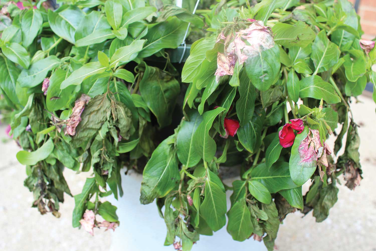 Phytophthorablight causes foliar damage on potted vinca.