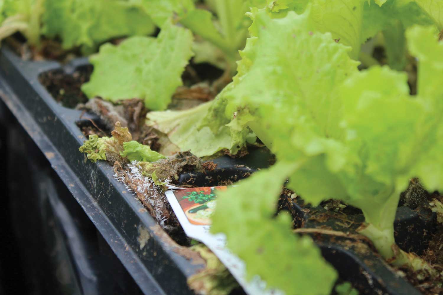 Botrytis infectionon lettuce results in a loss.