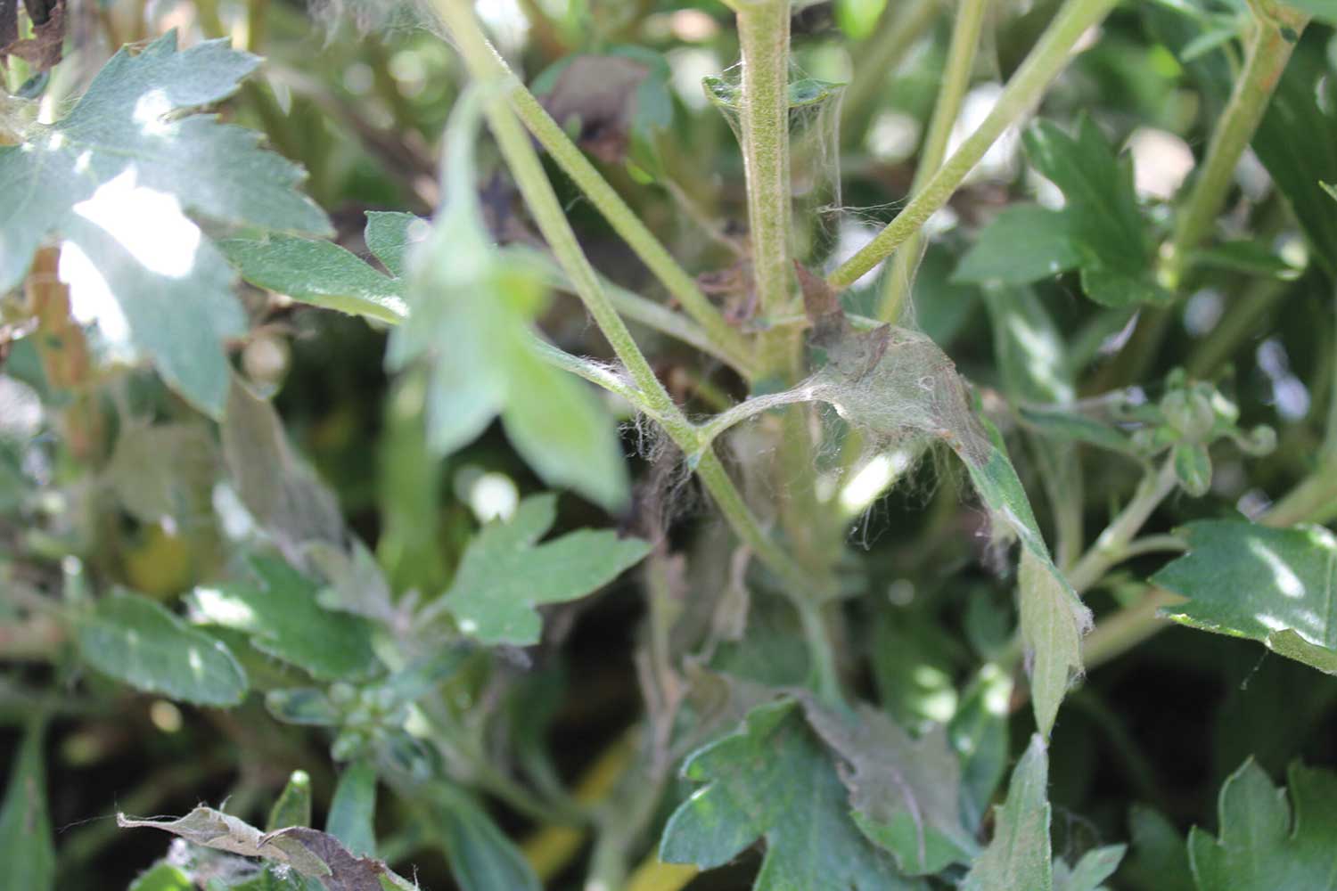 Signs of rhizoctoniaweb blight on the foliage of a mum.