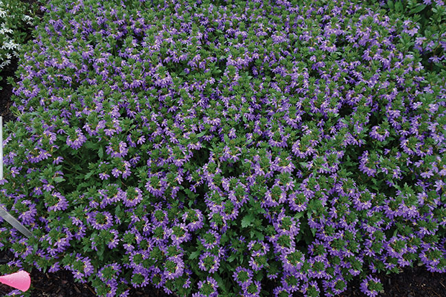 SCAEVOLA ‘SCALA BLUE BIRD’ from Dümmen Orange