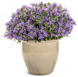 Scaevola Stardiva Blue_Proven Winners