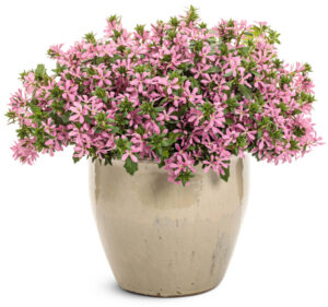 Scaevola Stardiva Pink_Proven Winners