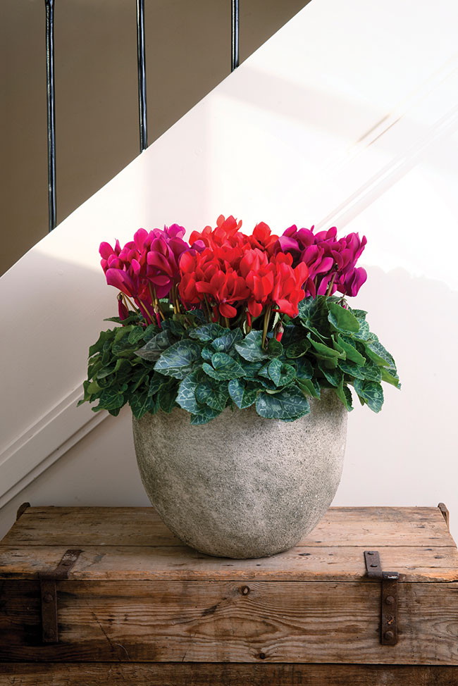CYCLAMEN SUPER SERIE ELEGANTE