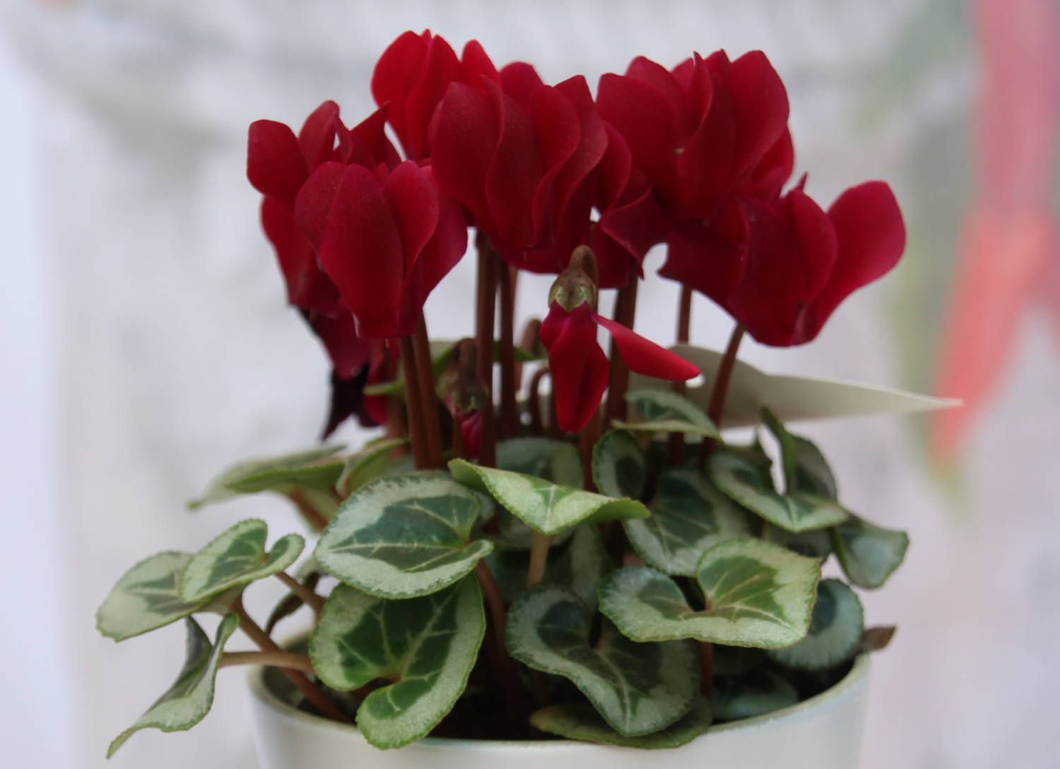 Cyclamen Donatello - Schoneveld