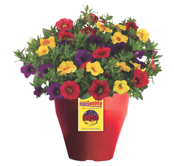 All Eyes On the Consumer