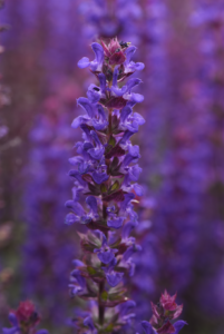 Salvia Salvatore Blue - Ball 