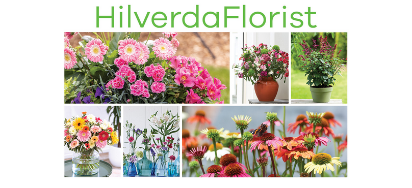 HilverdaKooij, Florist Holland Begin Operations as HilverdaFlorist