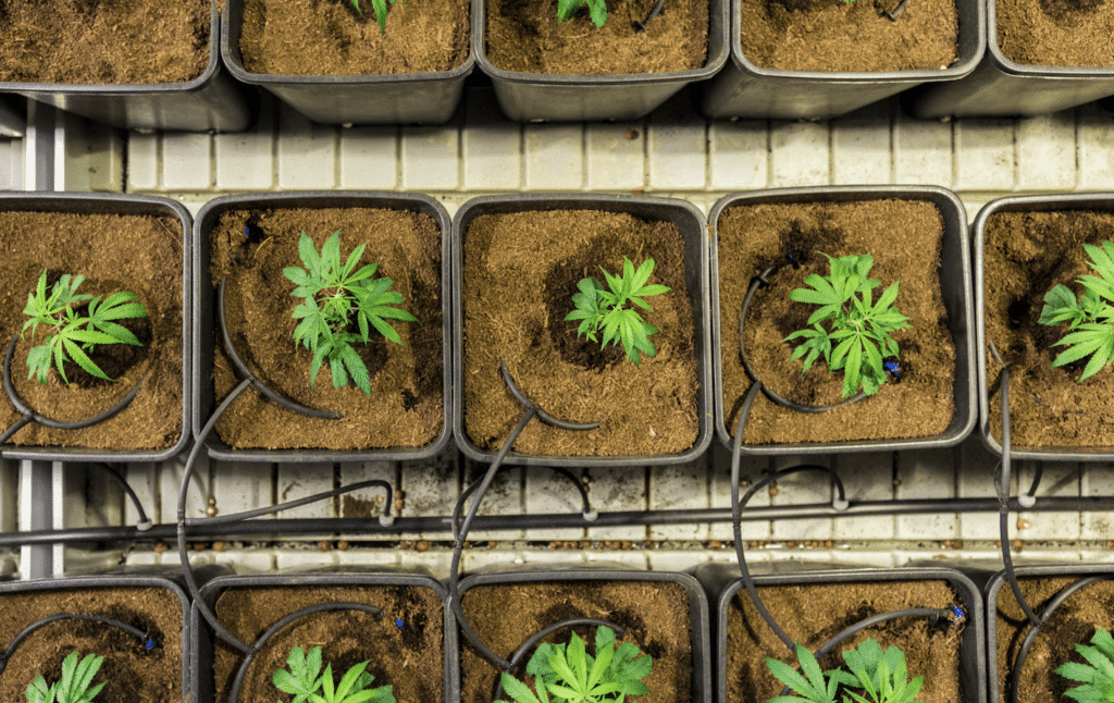 Arizona’s Largest Hemp Grower Partners with Plant-Based Tech Company