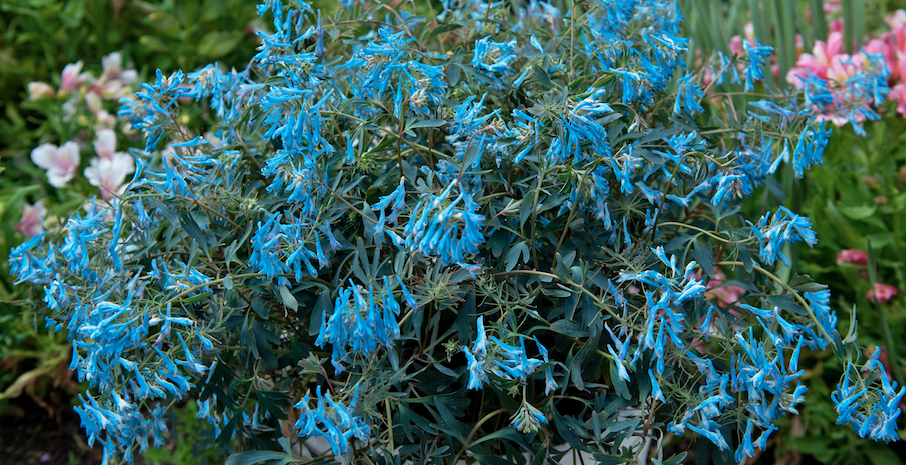 buy belladonna plant Delphinium Belladonna Light Blue: A Garden Game-Changer!  PetalDriven