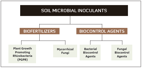 Soil Microbial Inoculants: Biology and Commercial Use