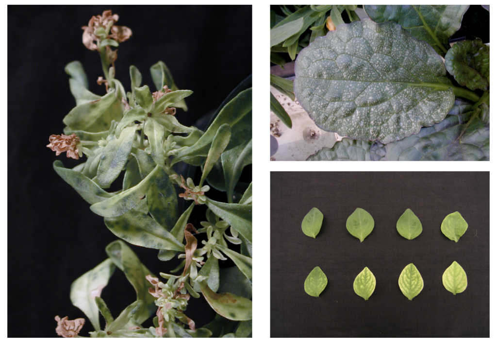 UF Readies Next Greenhouse Training Online Program