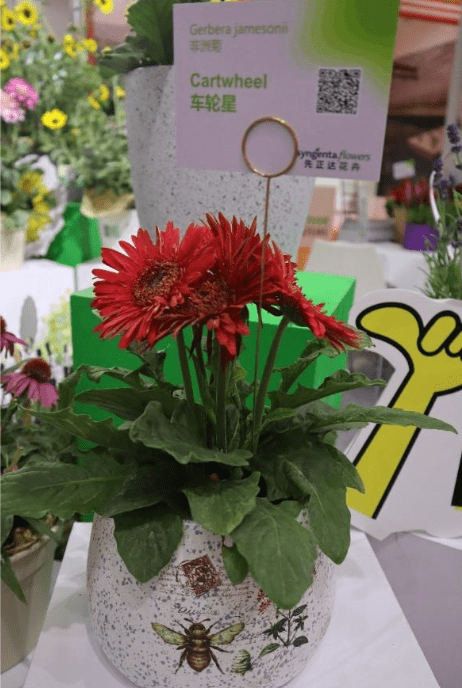 Gerbera Cartwheel