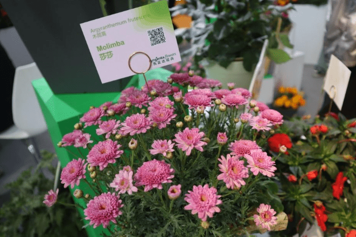 Argyranthemum frutescens - Molimba