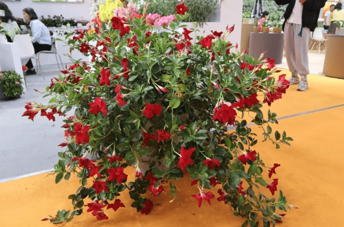 Mandevilla Hybrida – Rio