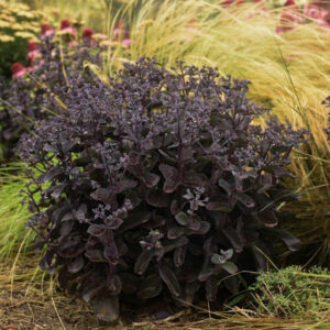 Sedum ‘Back in Black’ Proven Winners
