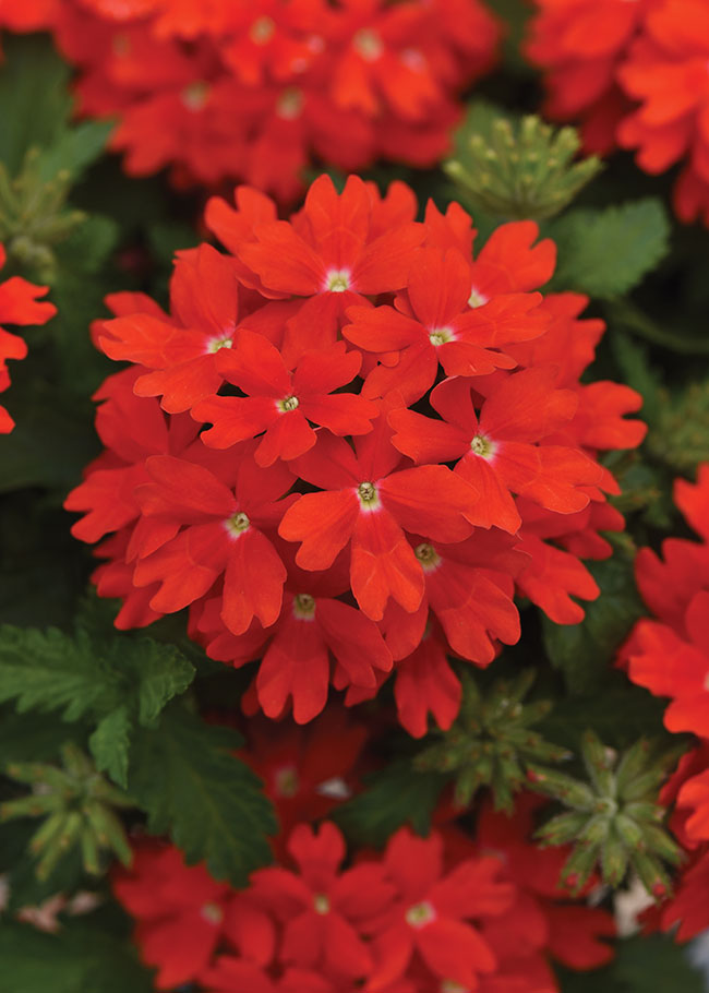VERBENA ‘LASCAR ORANGE LAVA’