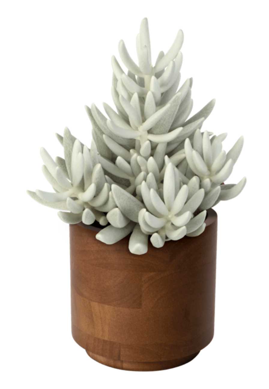 Senecio Mount Blanc