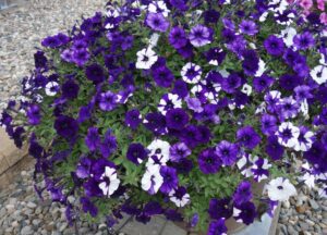 Shock Wave petunia