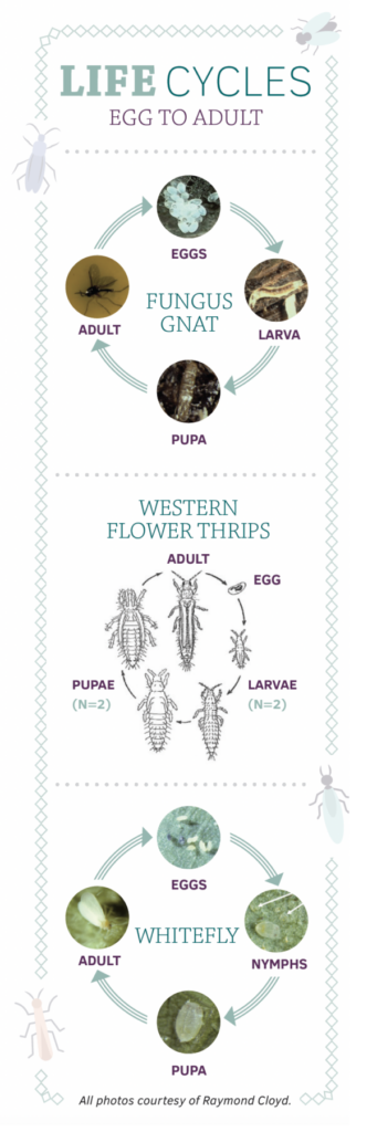 Dr. Bugs: Life cycles of insect and mite pests