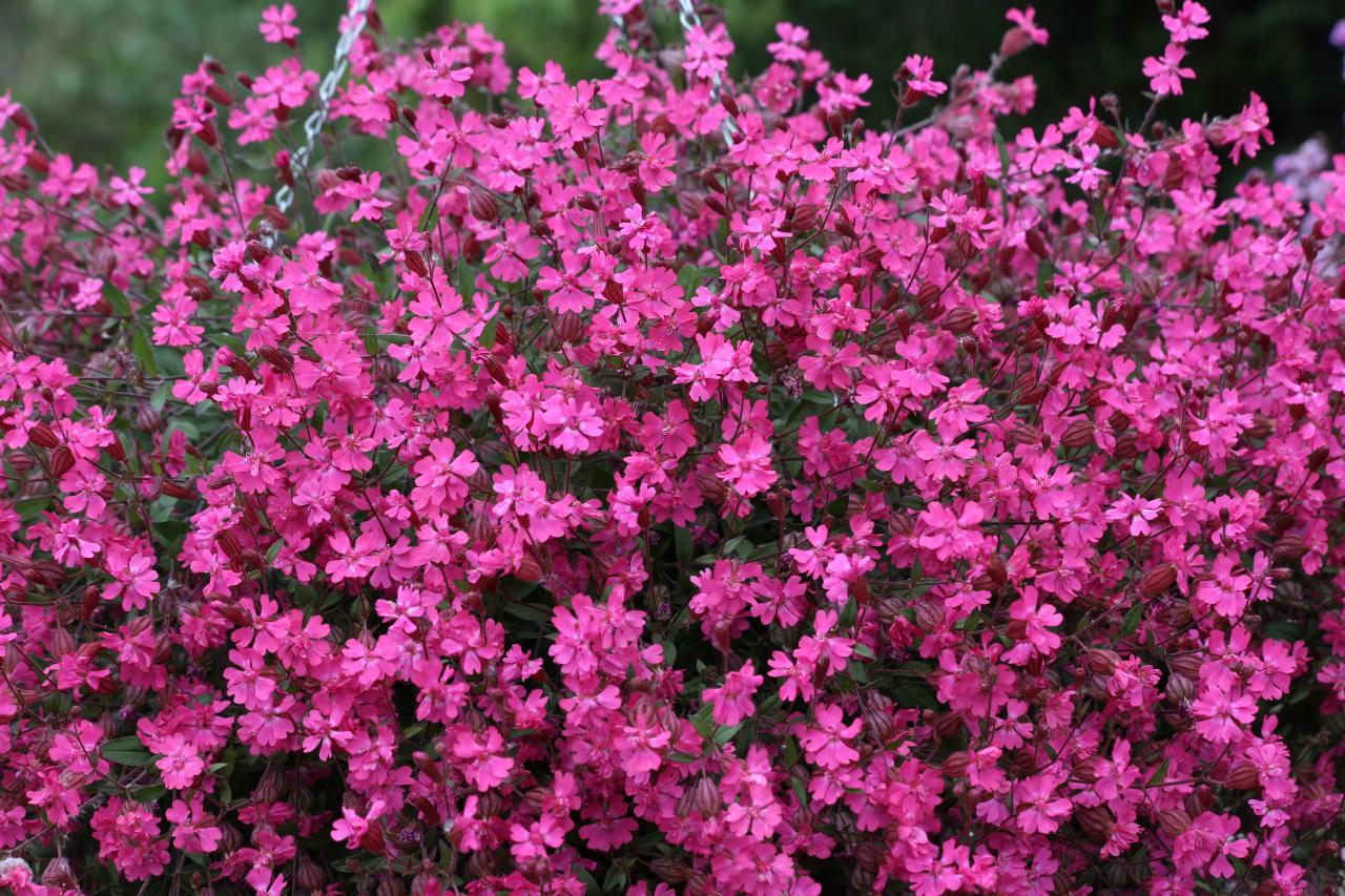Silene Sibella Rose - Fleuroselect