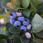 Silver Dollar blueberry
