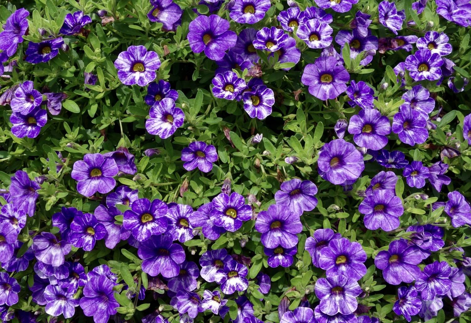 Calibrachoa Skywalker - Westhoff