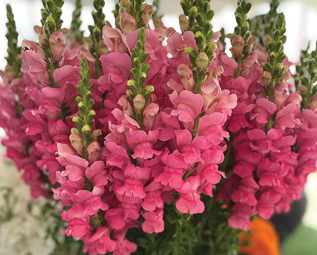 Snapdragon ‘Potomac Dark Pink’
