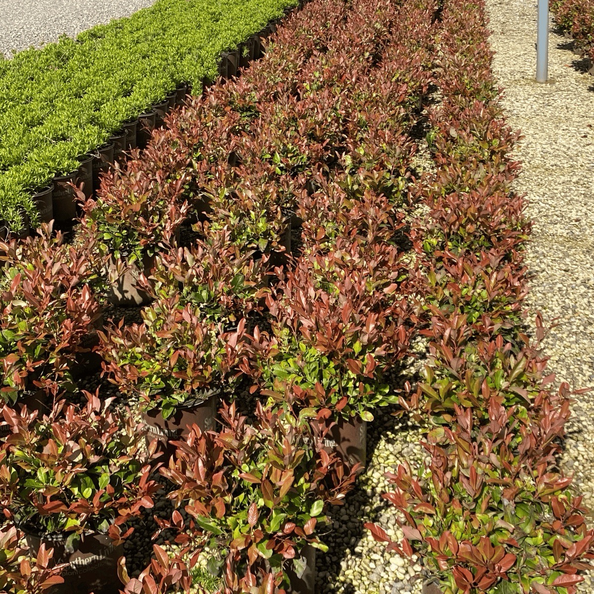 Leucothoe ‘Some Like It Hot’ plant
