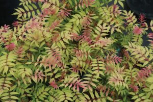 red and green sorbaria leaves