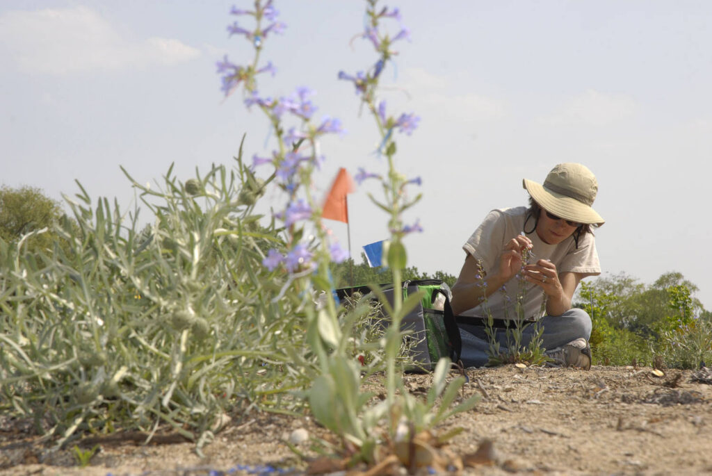 New Website Summarizes Native Plant Research