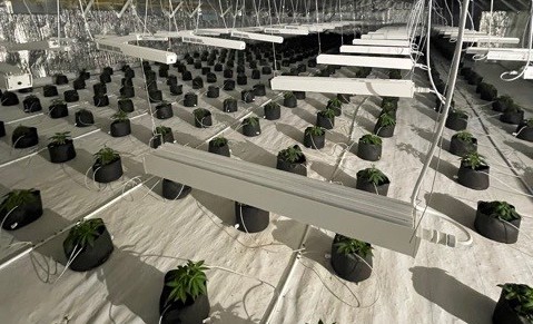 Industrial Hemp Market Sees Massive Growth