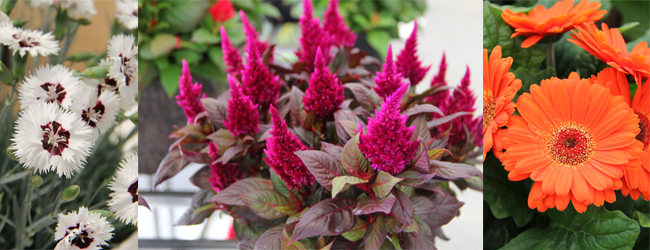 Standouts at the Trials