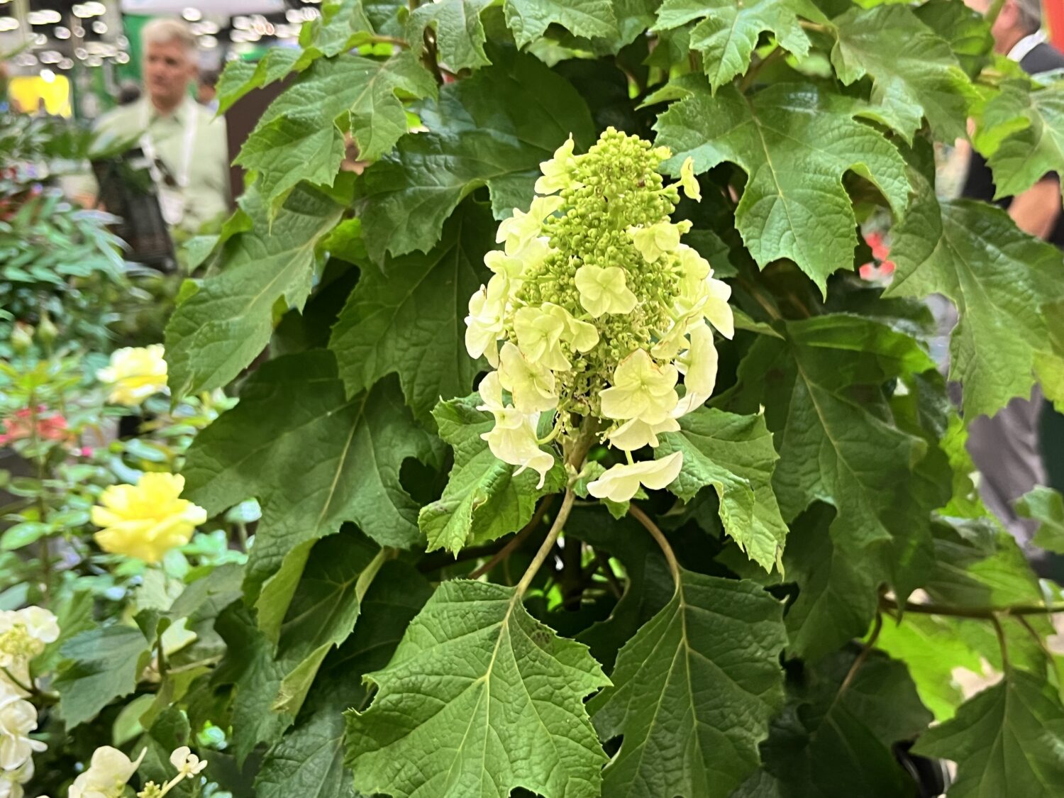 Star-Roses-and-Plants-Hydrangea-Little-Annie-Oakleaf.jpeg